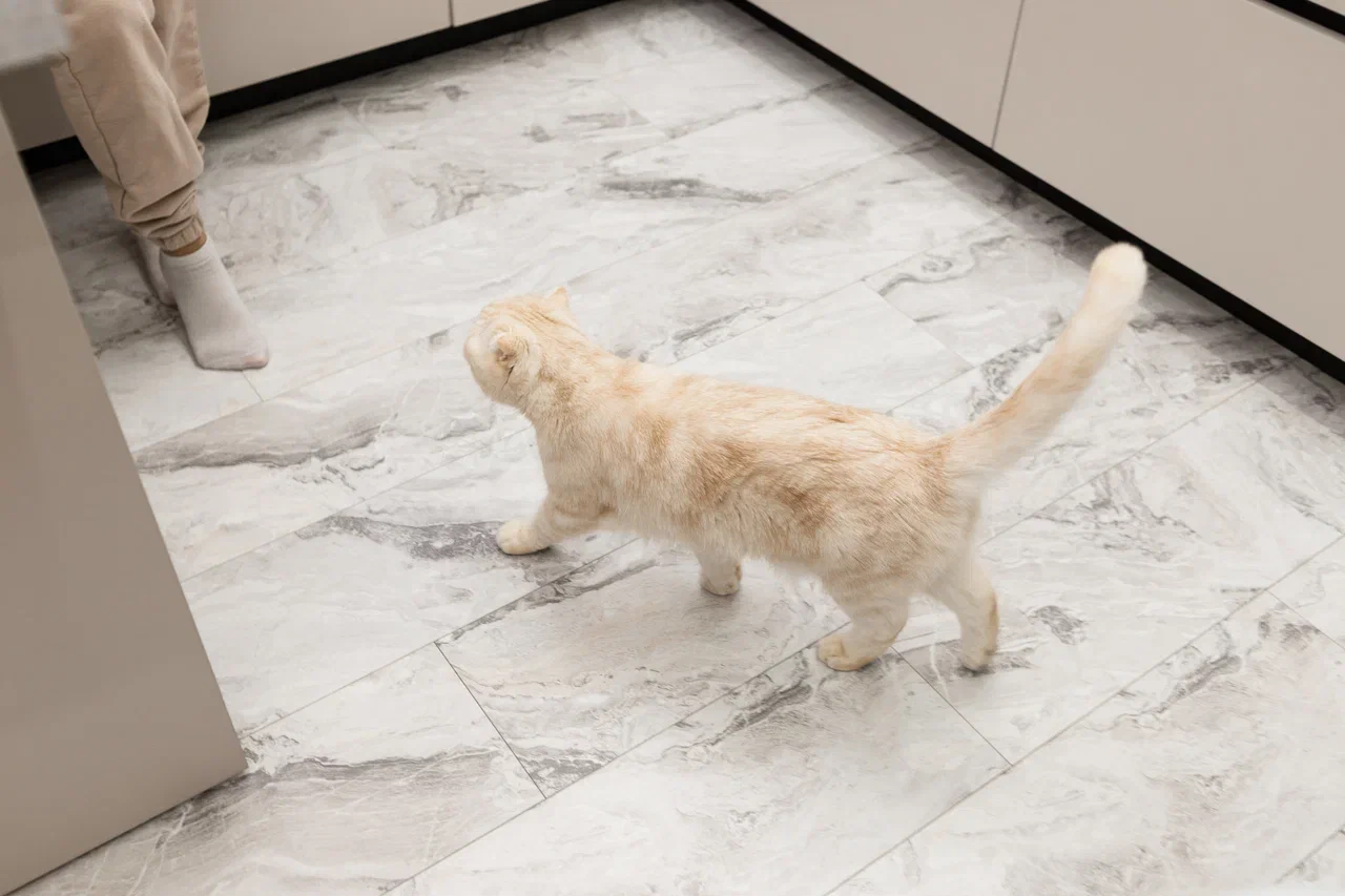 Кот Манчкин на ламинате Stone Floor